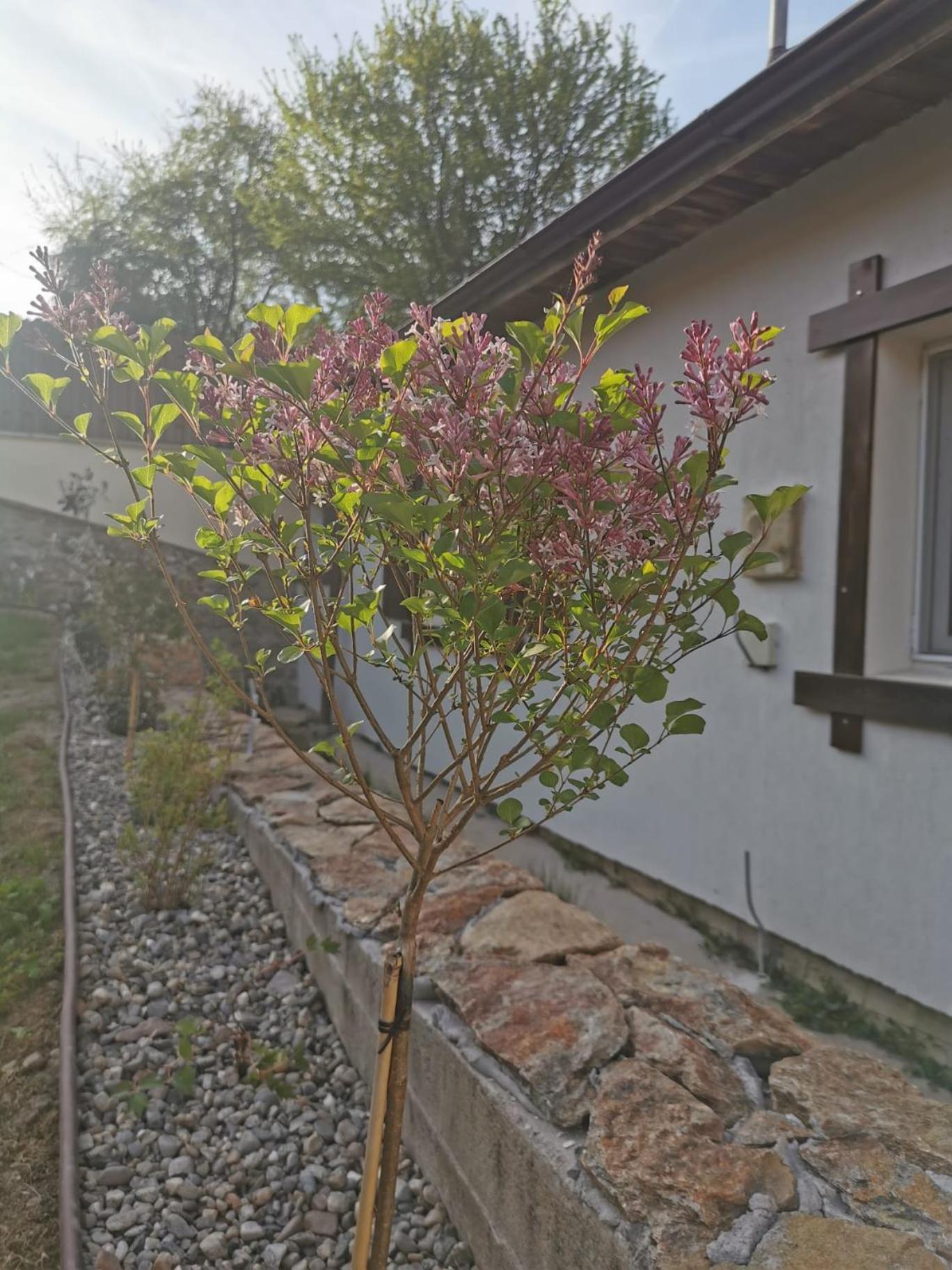 Casa Tihna Villa Baile Olanesti Bagian luar foto